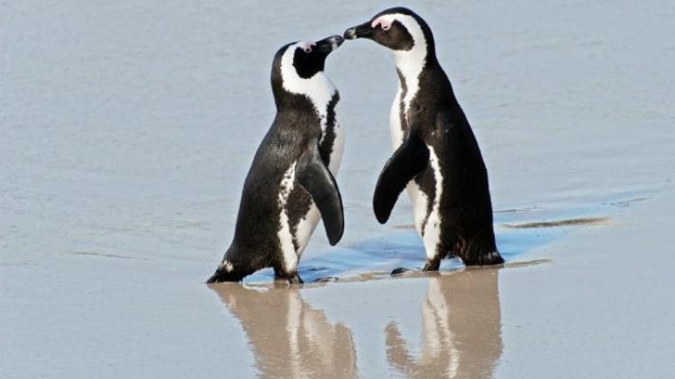 Dierenbeul gooit chloortabletten in pinguïnverblijf