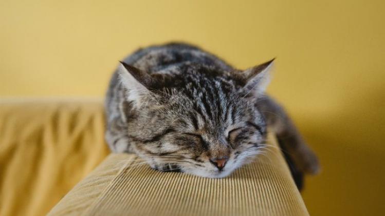 Katteneigenaars zouden zich sneller aangetrokken voelen tot bondage