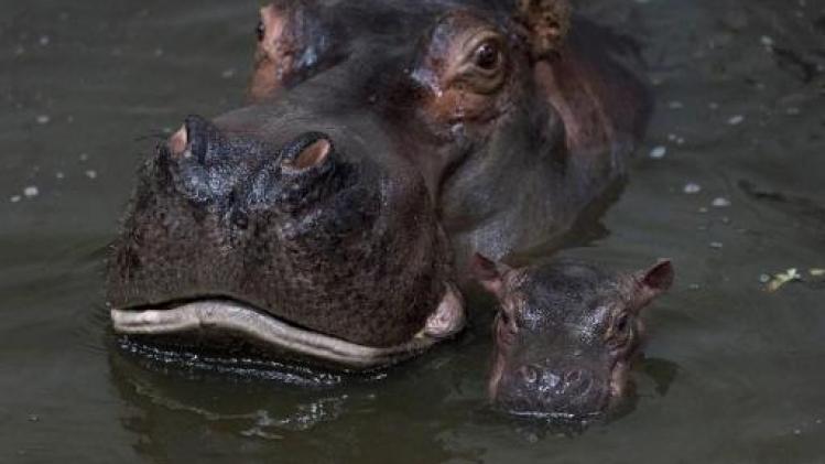 Nijlpaard doodt toerist in Kenia
