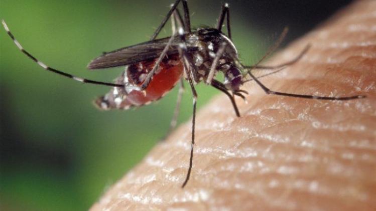 Het is vandaag Wereld Muggen Dag. Alles wat je moet weten over deze zoemende beestjes