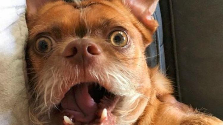 IN BEELD. Bacon de hond is razend populair op Instagram dankzij zijn unieke gezichtsexpressie