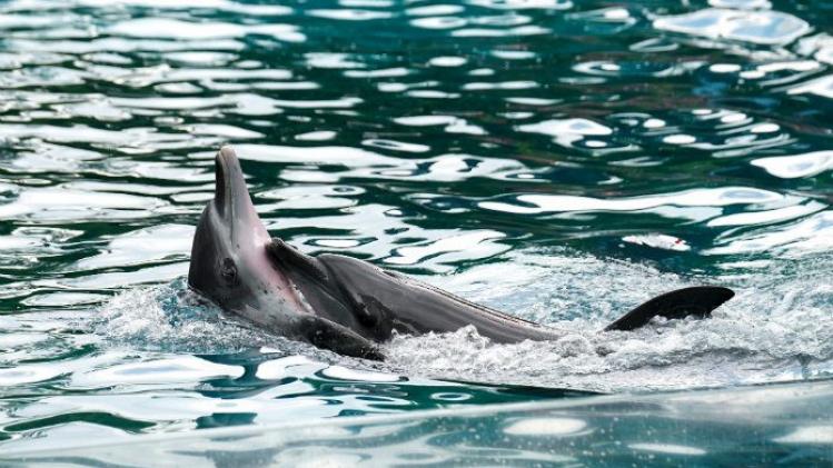 Bronstige dolfijn terroriseert toeristen