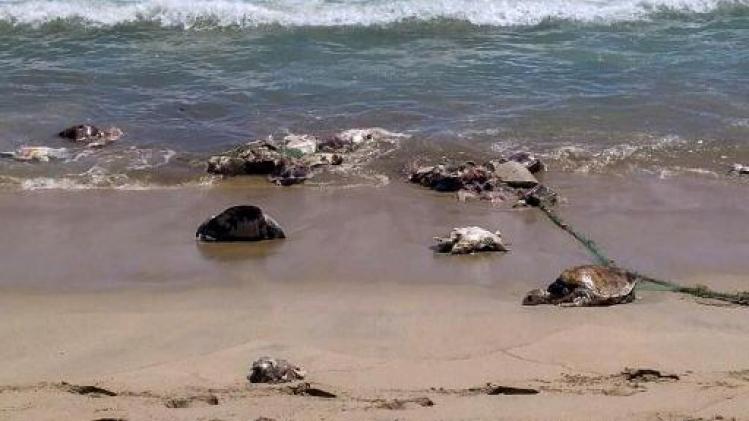 Honderden dwergschildpadden dood aangetroffen aan Mexicaanse kust