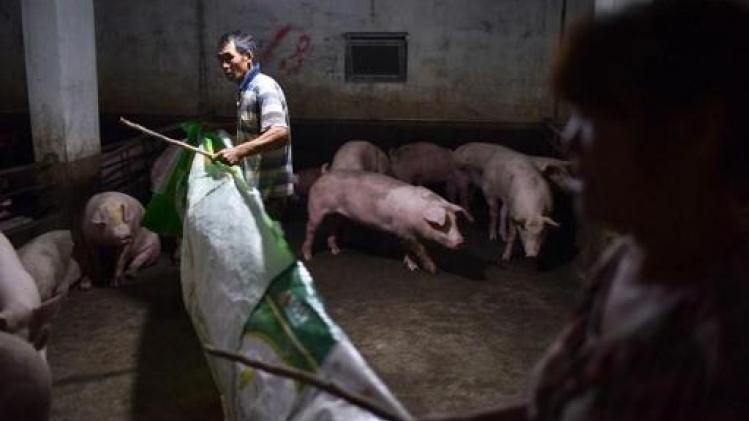 Varkenspestepidemie in China breidt verder uit