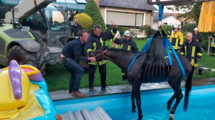 Duitse brandweer moet paard uit zwembad redden