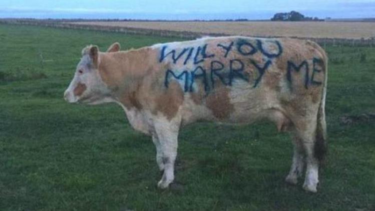 cow-proposal