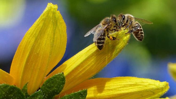 Onderzoek: Bijengif kan exzeem genezen