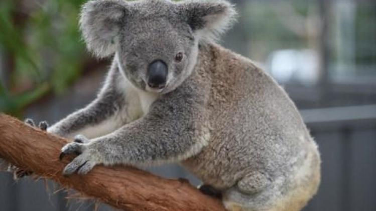 WWF: Koala's in zuidoosten van Australië kunnen tegen 2050 verdwijnen