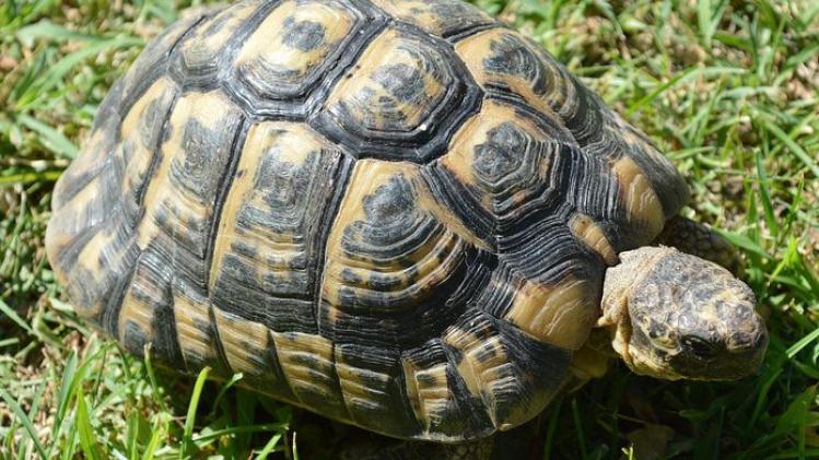 Dieven gaan lopen met 50 zeldzame schildpadden