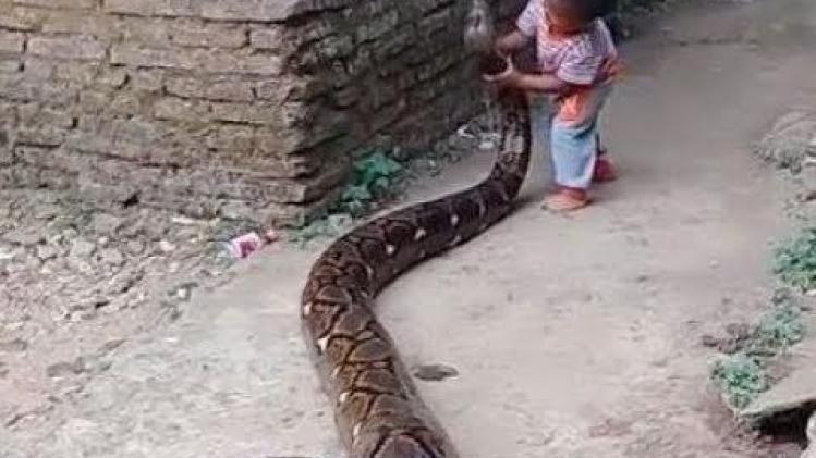 VIDEO. Jongetje speelt met reusachtige python