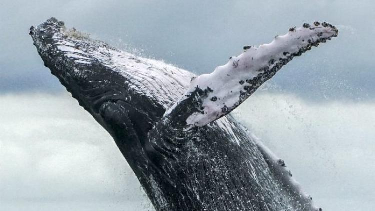 Japan wil verbod op commerciële walvisjacht opheffen