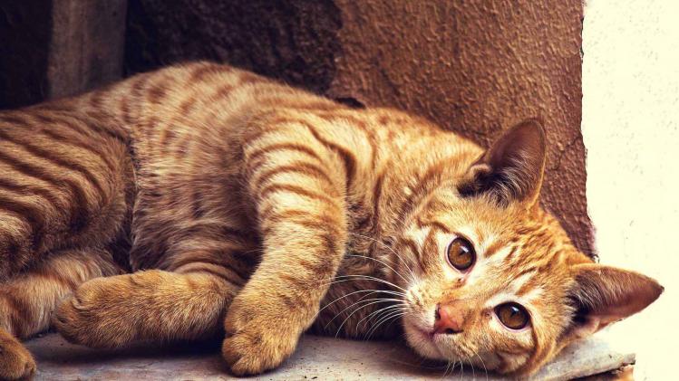 poezeneiland kan toestroom kattenvoer niet aan