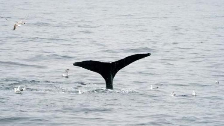 IWC roept op om walvispopulaties te herstellen