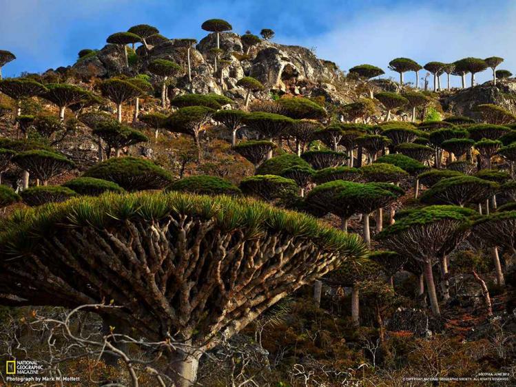 Socotra.jpg