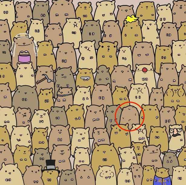 Can-you-find-the-potato-in-this-sea-of-hamsters.jpg