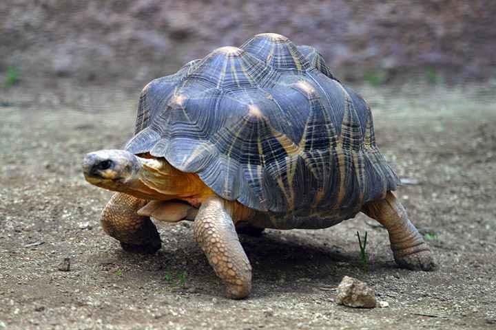 Lightmatter_tortoise.jpg