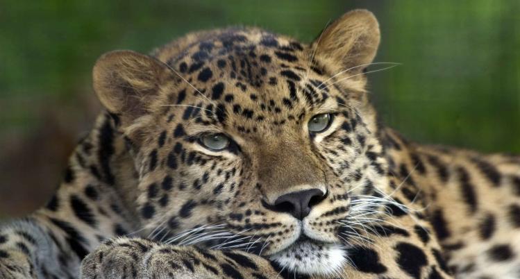 Amur_Leopard_Pittsburgh_Zoo.jpg