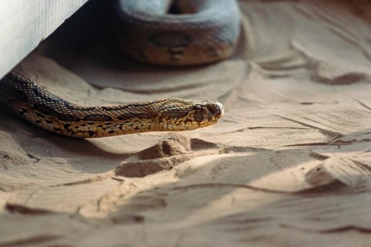 rattlesnake-1.jpg