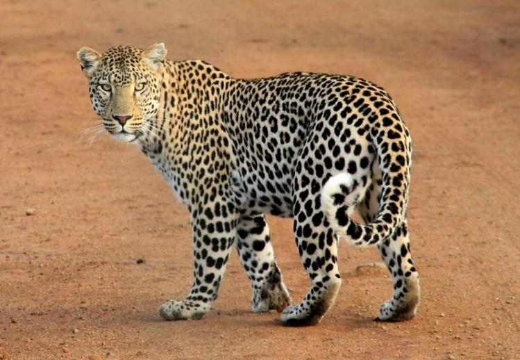 animal-leopard-predator-39857.jpg