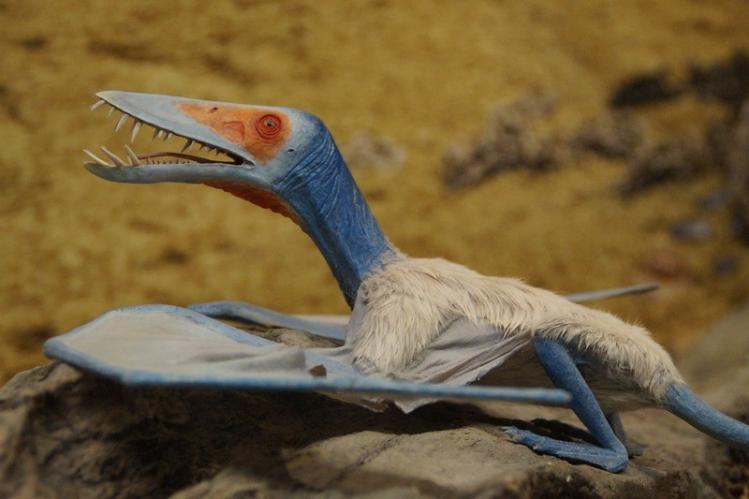 pterosaur-1257324_1280.jpg