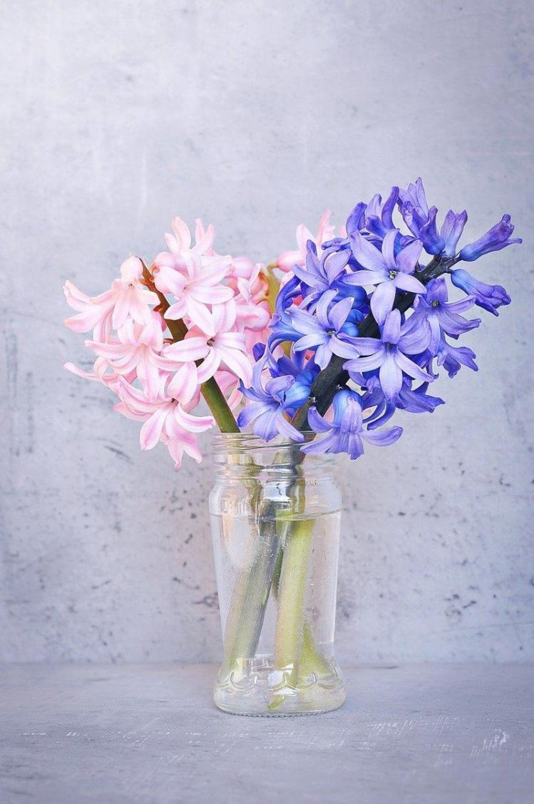 hyacinth-1387233_1280.jpg