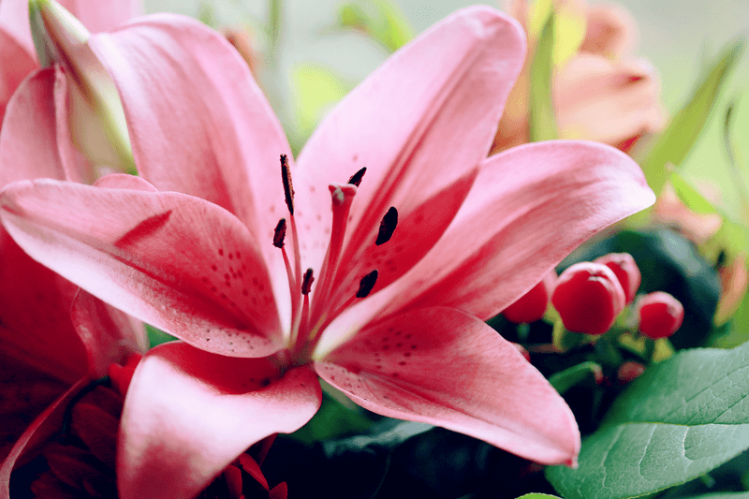 lily-3292433_1280.png
