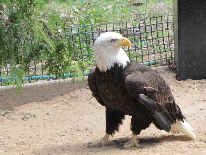 seirra_the_american_bad_eagle_at_n_e_w_zoo_by_katahrens-d55xx0m.jpg