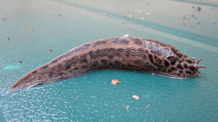 leopard-slug.jpg