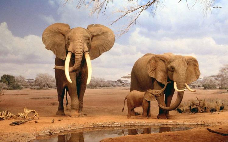 18526-elephants-with-calf-1680x1050-animal-wallpaper.jpg