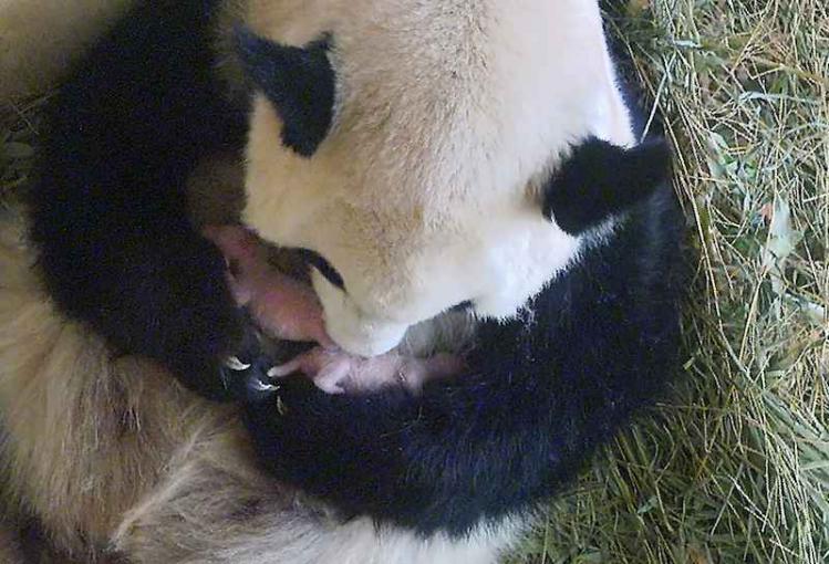 Panda2.jpg