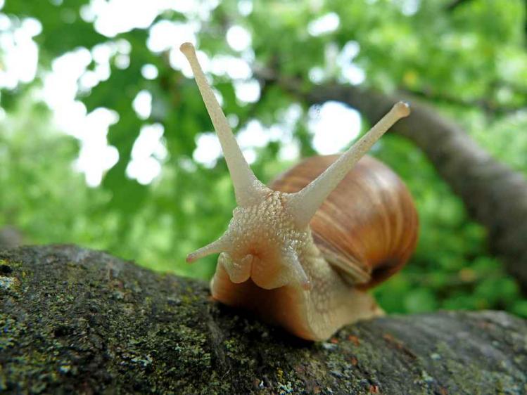 snails-382992_960_720.jpg