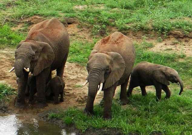 23E886EB00000578-2866935-Camera_shy_The_twins_hide_behind_their_mother_on_the_Pongola_Gam-a-22_1418129978431.jpg