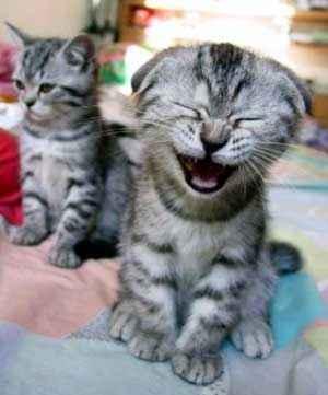 Laughing-Kittenjpg.jpg