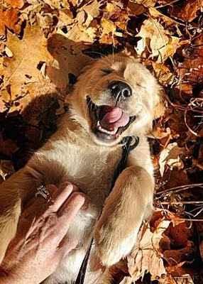 Dog-Pure-Joy-Pinterest.jpg