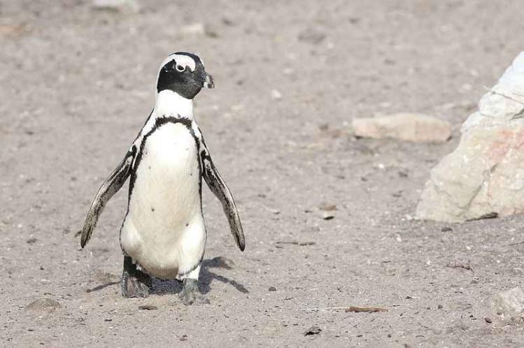 African_penguin_Spheniscus_demersus_at_Stony_Point_Bettys_Bay_Western_Cape_South_Africa_25167272801.jpg