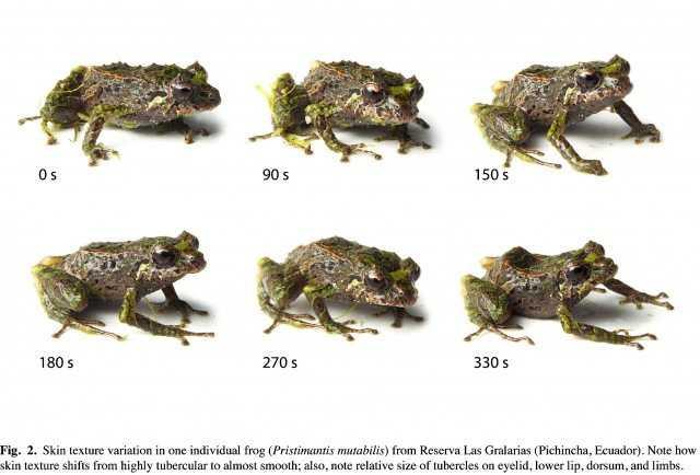 frog-series-640x434.jpg
