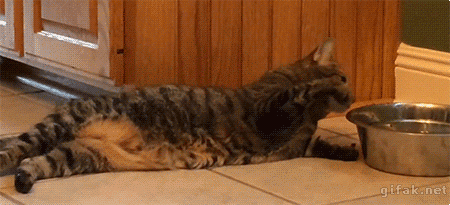 funny-gif-lazy-cat-drinking-water.gif
