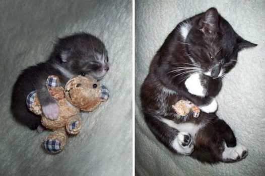 pets-with-toys-cats-dogs-before-and-after-photos-661__700.jpg