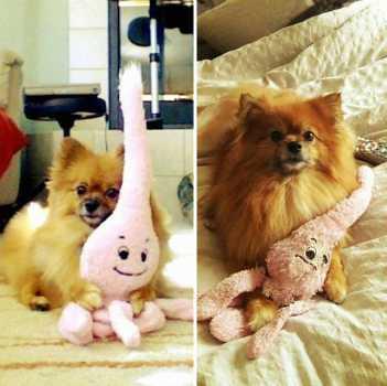 pets-growing-up-with-toys-24__700.jpg
