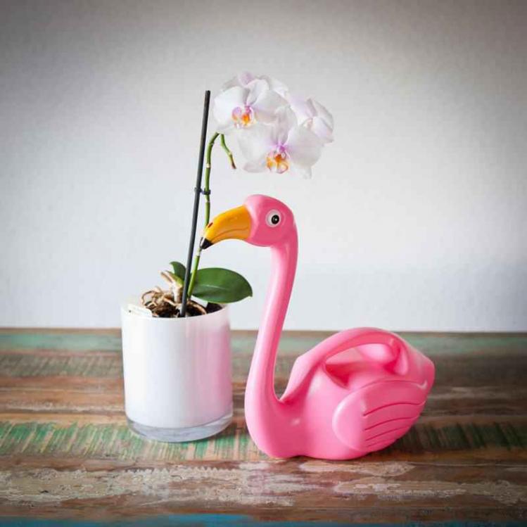 FlamingoGieter-1.jpg