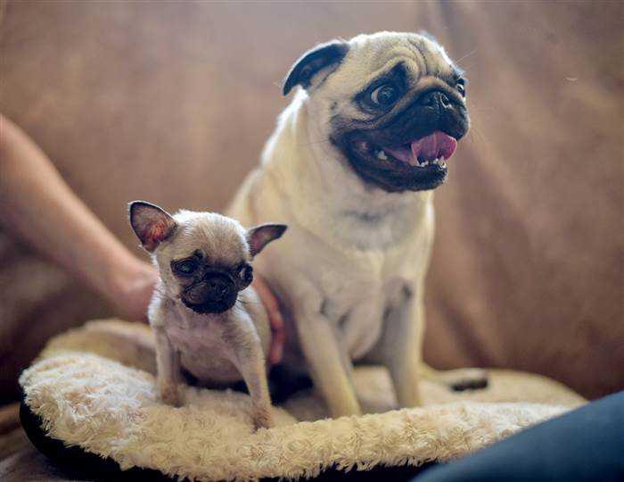 tiny-pug-pip-today-150527-05_579416fd1bcd9a176e303d080f513884_today-inline-large.jpg