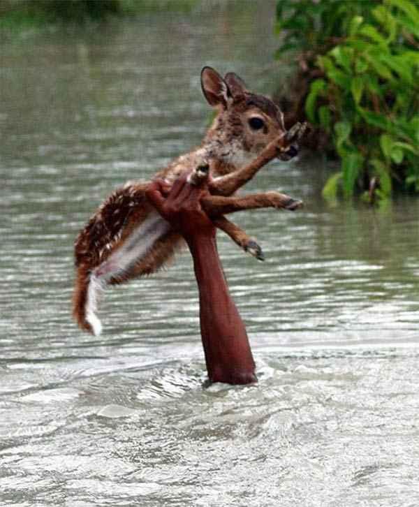 drowning_deer_rescue1.jpg