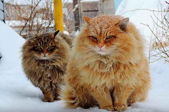 Schattig-Siberische-katten-vertoeven-op-een-boerderij.jpg