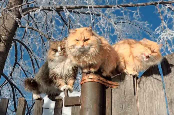 Siberische-katten-vertoeven-op-een-boerderij.jpg
