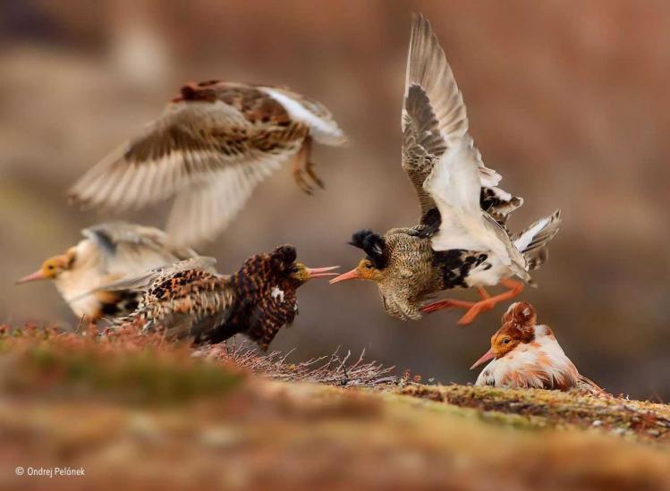 Ondrej-Pel-ínek_-Young-Wildlife-Photographer-of-the-Year.jpg