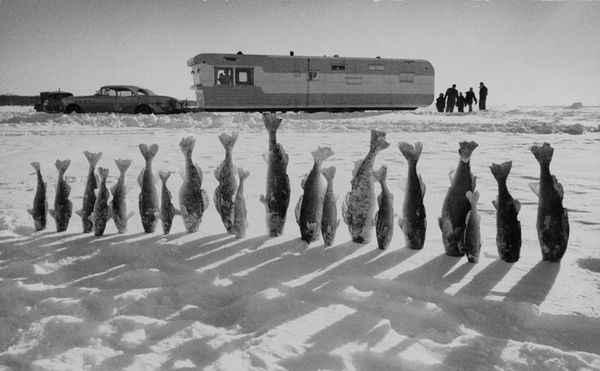 1959-Une-brochette-de-brochets-qui-embrassent-la-neige-dans-le-Minnesota.jpg