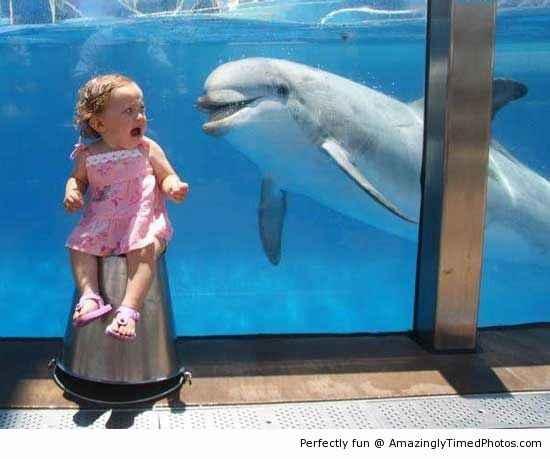 The-Dolphin-just-want-to-say-hi-resizecrop-.jpg