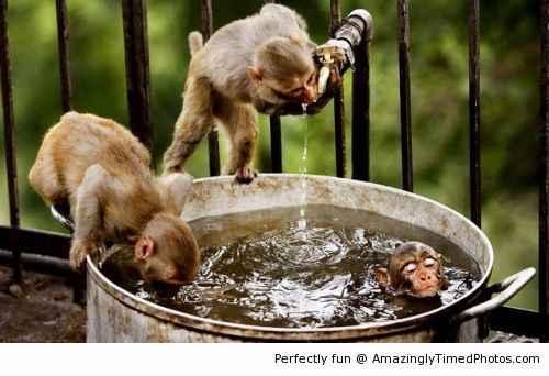 Monkeys-enjoying-a-day-out-resizecrop-.jpg