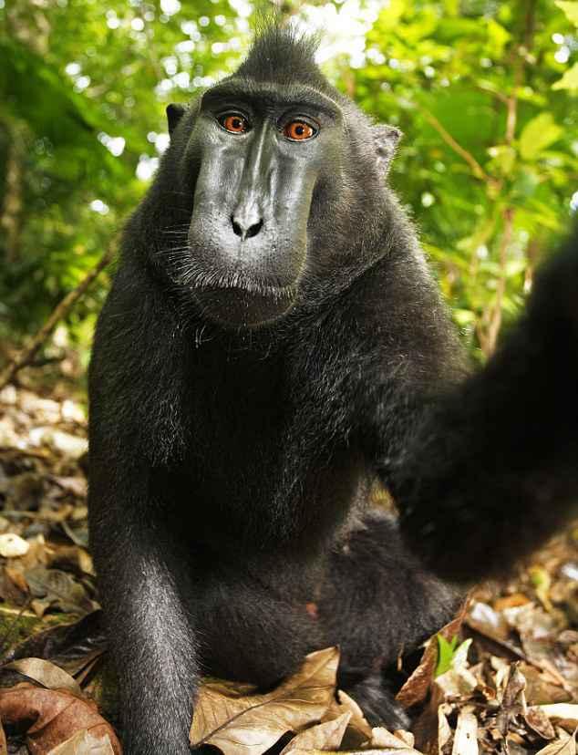 aap-krijgt-geen-recht-op-selfies.jpg