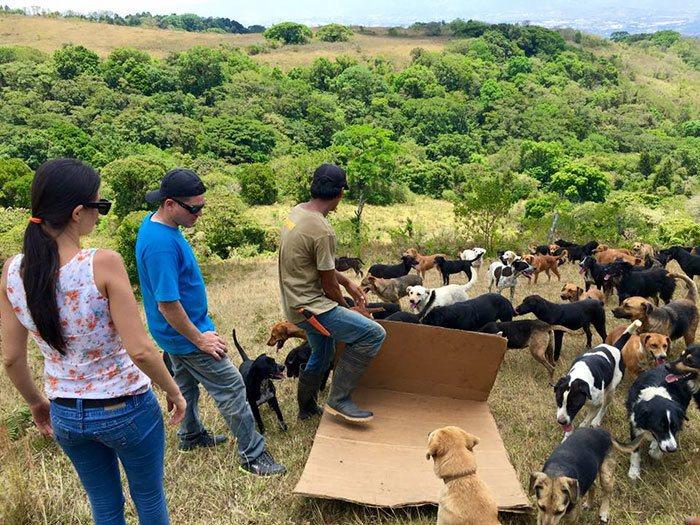 land-of-stray-dogs-territorio-de-zaguates-costa-rica-14.jpg